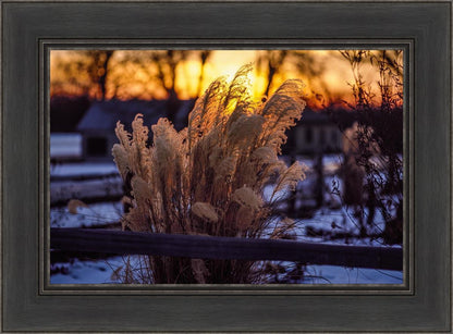 Plate 1 - Sunset Grasses