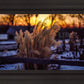Plate 1 - Sunset Grasses