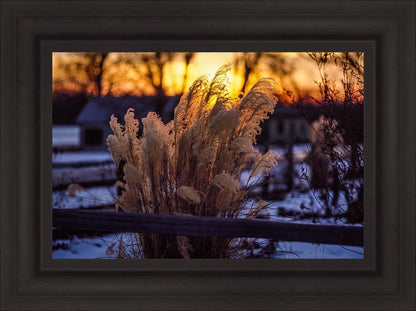 Plate 1 - Sunset Grasses