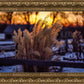 Plate 1 - Sunset Grasses