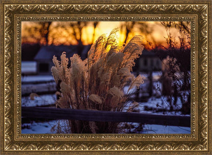 Plate 1 - Sunset Grasses