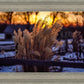 Plate 1 - Sunset Grasses