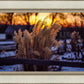 Plate 1 - Sunset Grasses