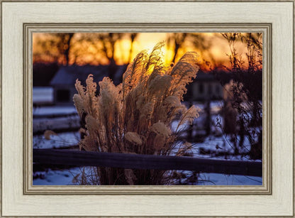 Plate 1 - Sunset Grasses