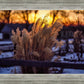 Plate 1 - Sunset Grasses