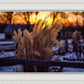 Plate 1 - Sunset Grasses