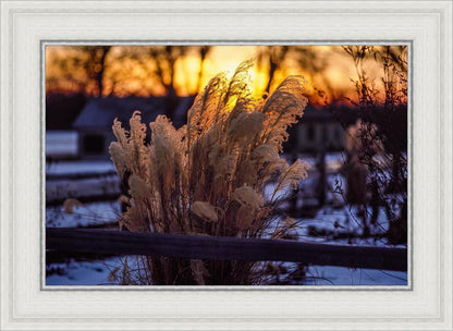 Plate 1 - Sunset Grasses