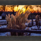 Plate 1 - Sunset Grasses