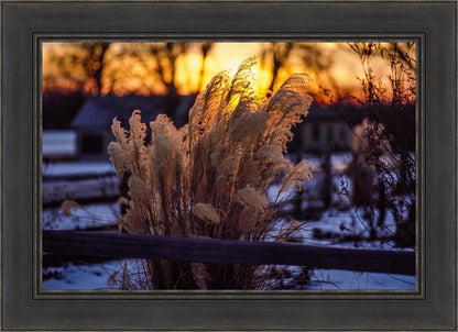 Plate 1 - Sunset Grasses