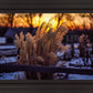 Plate 1 - Sunset Grasses