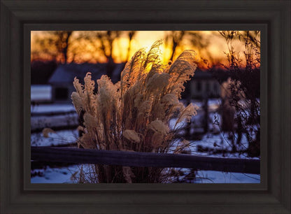 Plate 1 - Sunset Grasses
