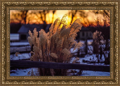 Plate 1 - Sunset Grasses