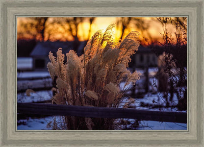 Plate 1 - Sunset Grasses