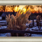 Plate 1 - Sunset Grasses