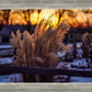 Plate 1 - Sunset Grasses