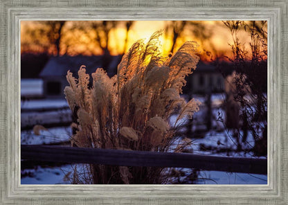 Plate 1 - Sunset Grasses