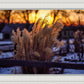 Plate 1 - Sunset Grasses