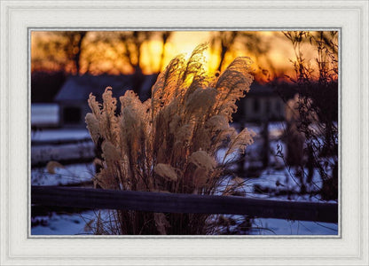 Plate 1 - Sunset Grasses