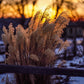 Plate 1 - Sunset Grasses