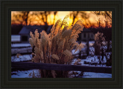 Plate 1 - Sunset Grasses
