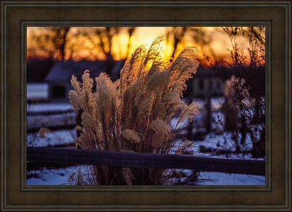 Plate 1 - Sunset Grasses
