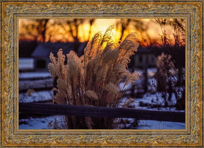 Plate 1 - Sunset Grasses