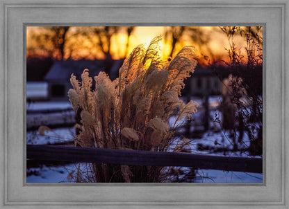 Plate 1 - Sunset Grasses