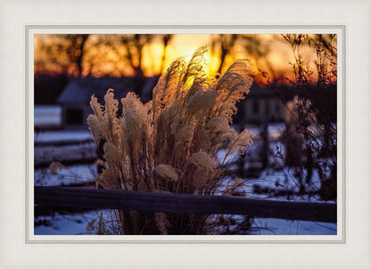 Plate 1 - Sunset Grasses