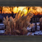 Plate 1 - Sunset Grasses