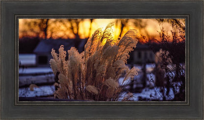 Plate 1 - Sunset Grasses