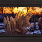 Plate 1 - Sunset Grasses
