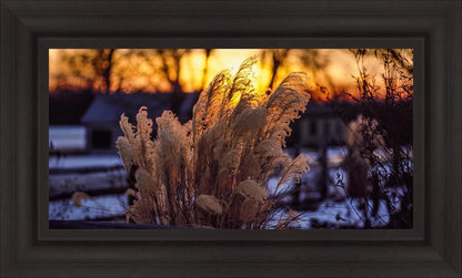 Plate 1 - Sunset Grasses