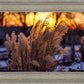 Plate 1 - Sunset Grasses