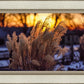 Plate 1 - Sunset Grasses