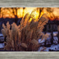 Plate 1 - Sunset Grasses