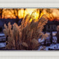 Plate 1 - Sunset Grasses