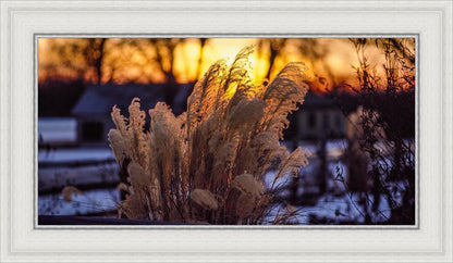 Plate 1 - Sunset Grasses