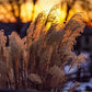 Plate 1 - Sunset Grasses