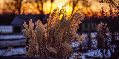 Plate 1 - Sunset Grasses