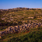 Plate 1 - Bethlehem in Early Spring