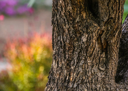 Plate 11 - Gethsemane Impression