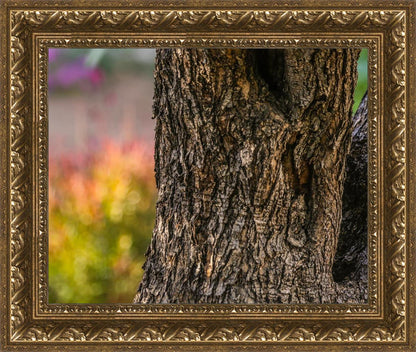 Plate 11 - Gethsemane Impression