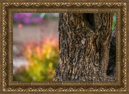 Plate 11 - Gethsemane Impression