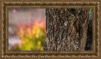 Plate 11 - Gethsemane Impression