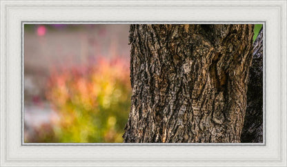 Plate 11 - Gethsemane Impression