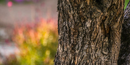 Plate 11 - Gethsemane Impression