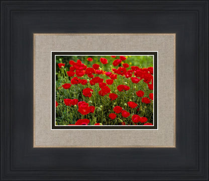 Plate 2 - Poppies in Abundance