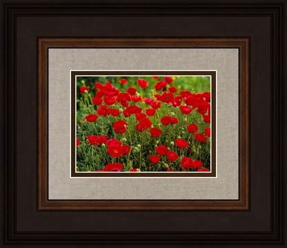 Plate 2 - Poppies in Abundance