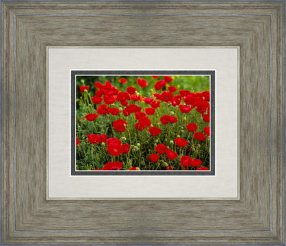 Plate 2 - Poppies in Abundance