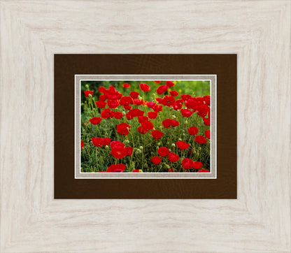 Plate 2 - Poppies in Abundance